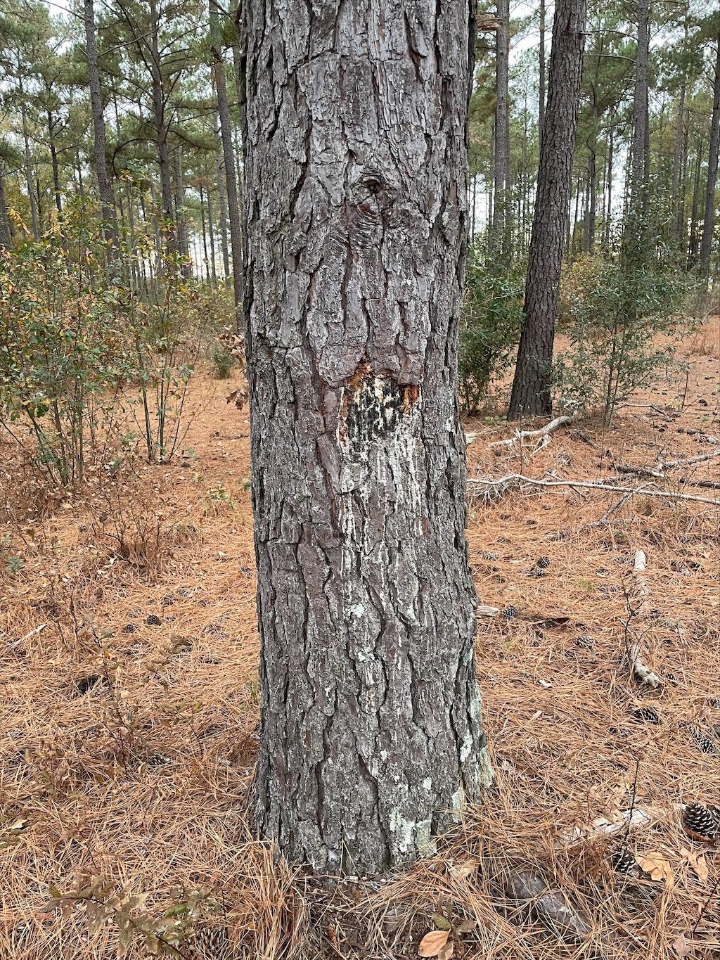 Tree damaged by King Air in 1973, as shown now.